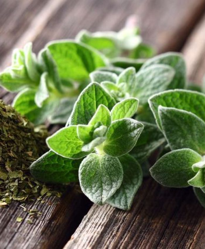 Bienfaits de l’Huile d’Origan : Guide Complet pour Profiter de Ses Vertus Exceptionnelles